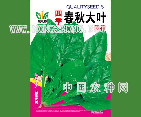 四季大叶菠菜